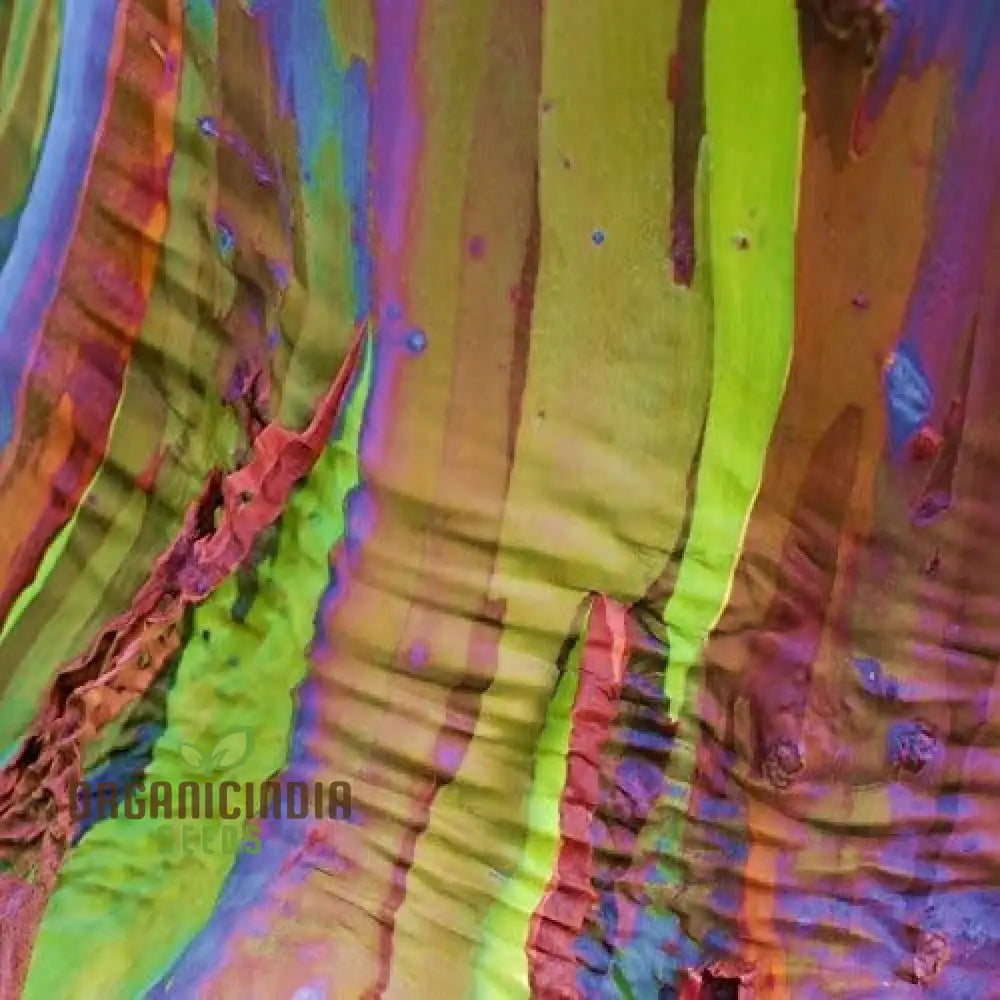 Rainbow Eucalyptus Seeds - Grow Your Own Stunningly Colorful Trees