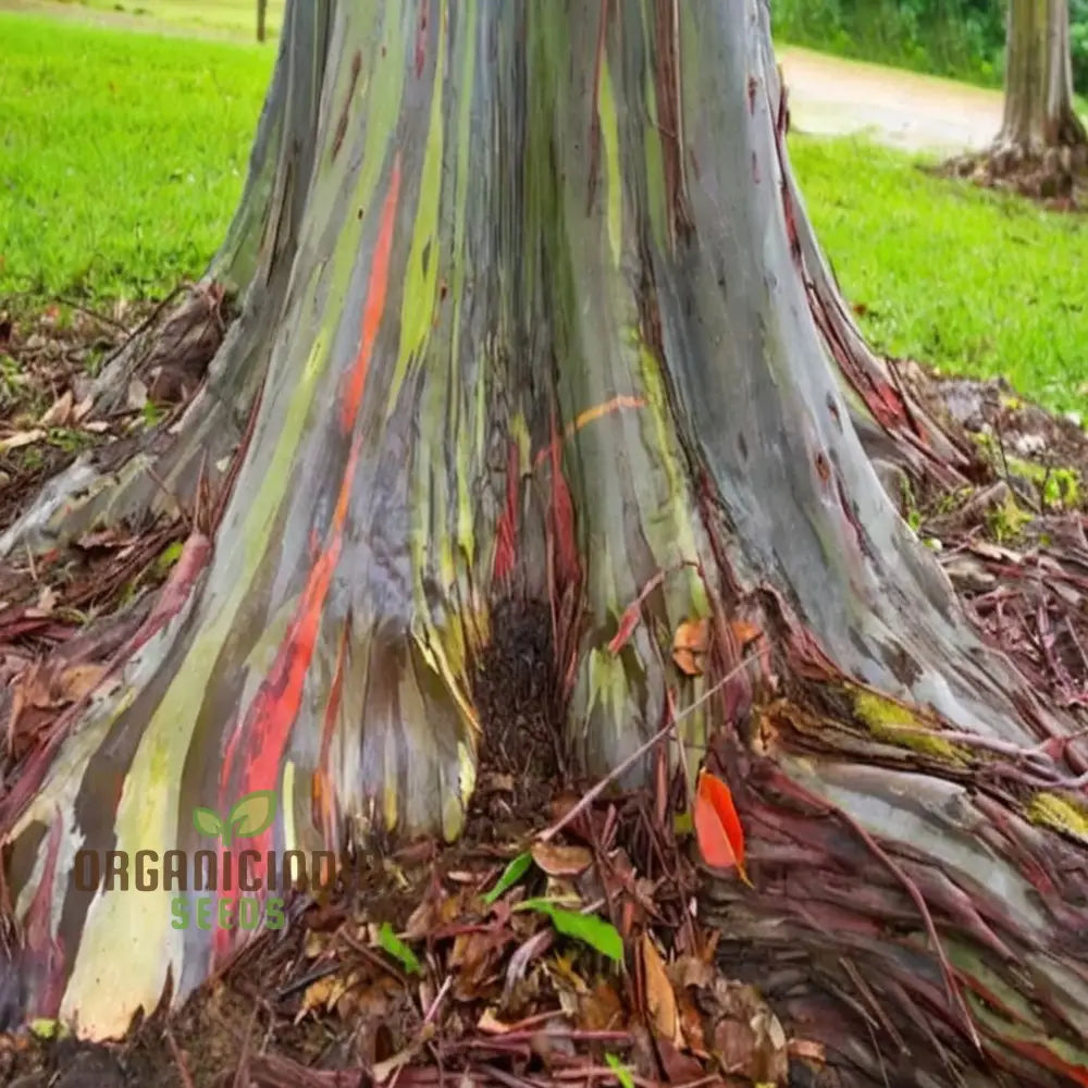 Rainbow Eucalyptus Seeds - Grow Your Own Stunningly Colorful Trees