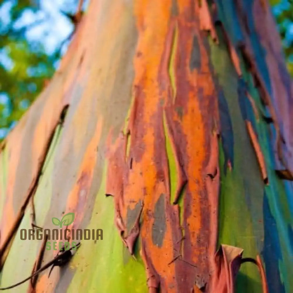 Rainbow Eucalyptus Seeds - Grow Your Own Stunningly Colorful Trees