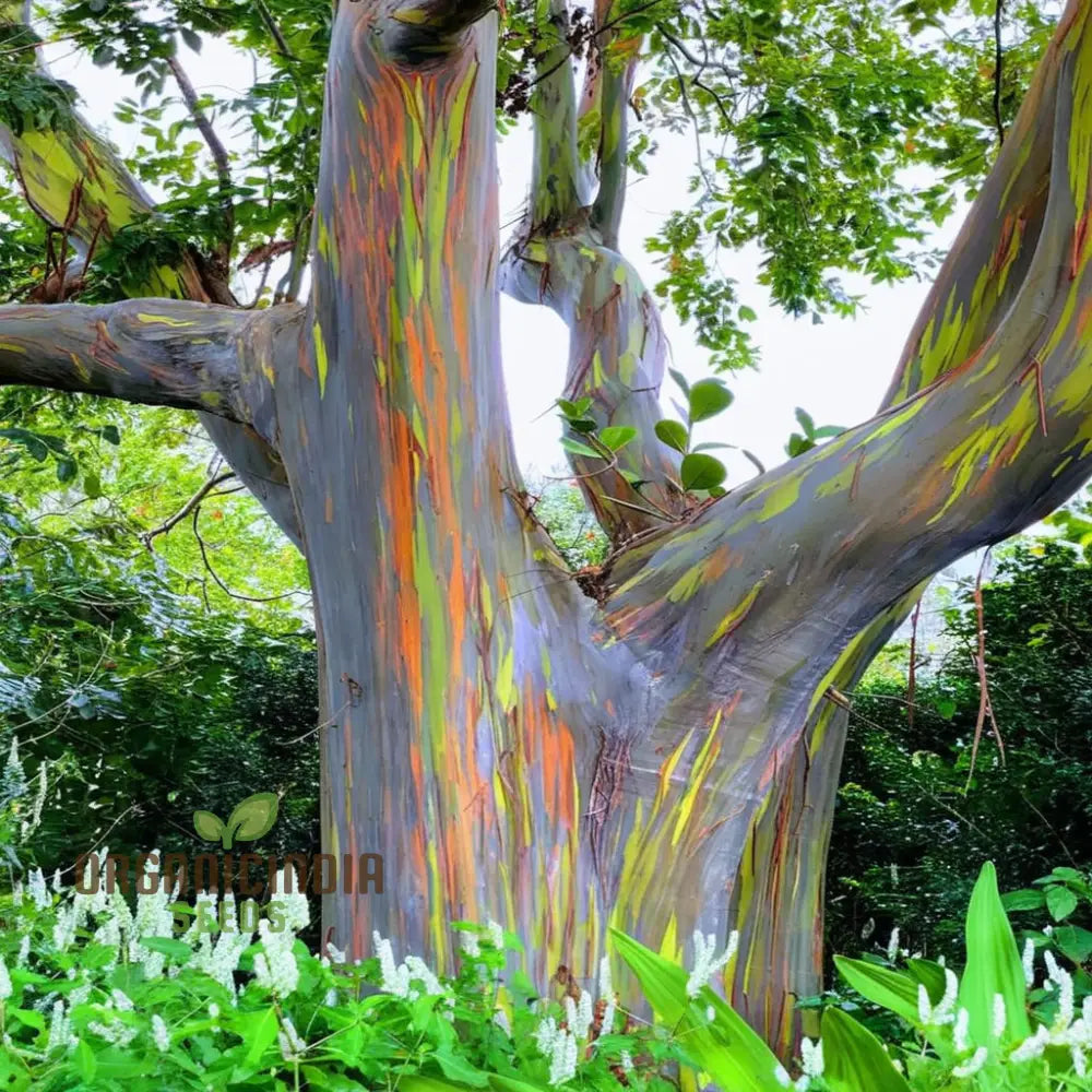 Rainbow Eucalyptus Seeds - Grow Your Own Stunningly Colorful Trees