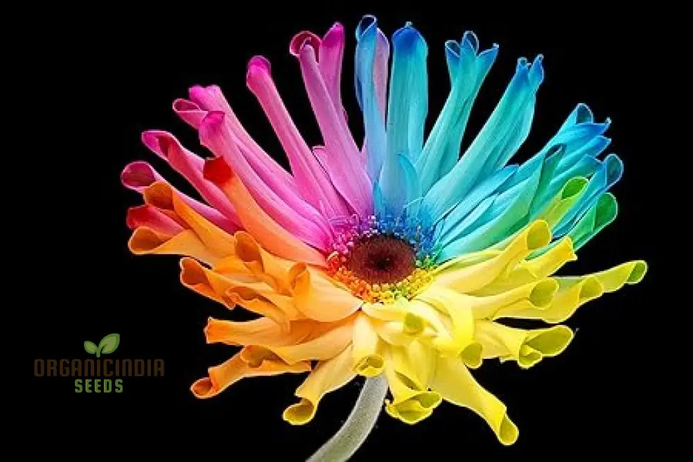 Rainbow Gerberas Exotic Flower Seeds For Planting Cultivating A Stunning Array Of Colorful Blooms