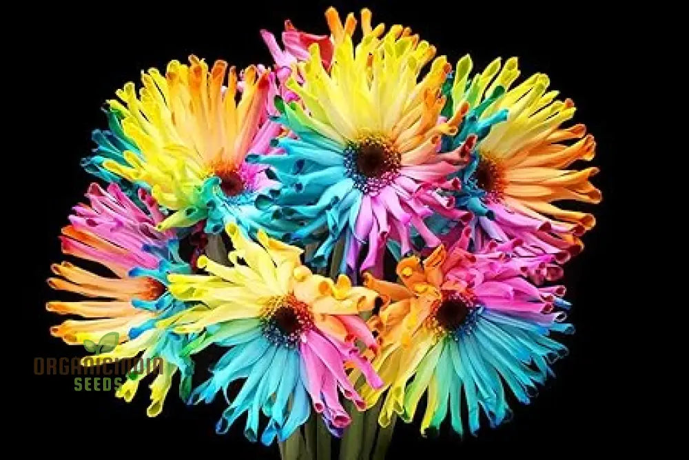 Rainbow Gerberas Exotic Flower Seeds For Planting Cultivating A Stunning Array Of Colorful Blooms