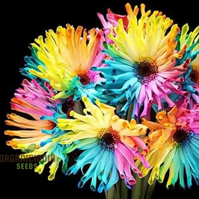 Rainbow Gerberas Exotic Flower Seeds For Planting Cultivating A Stunning Array Of Colorful Blooms