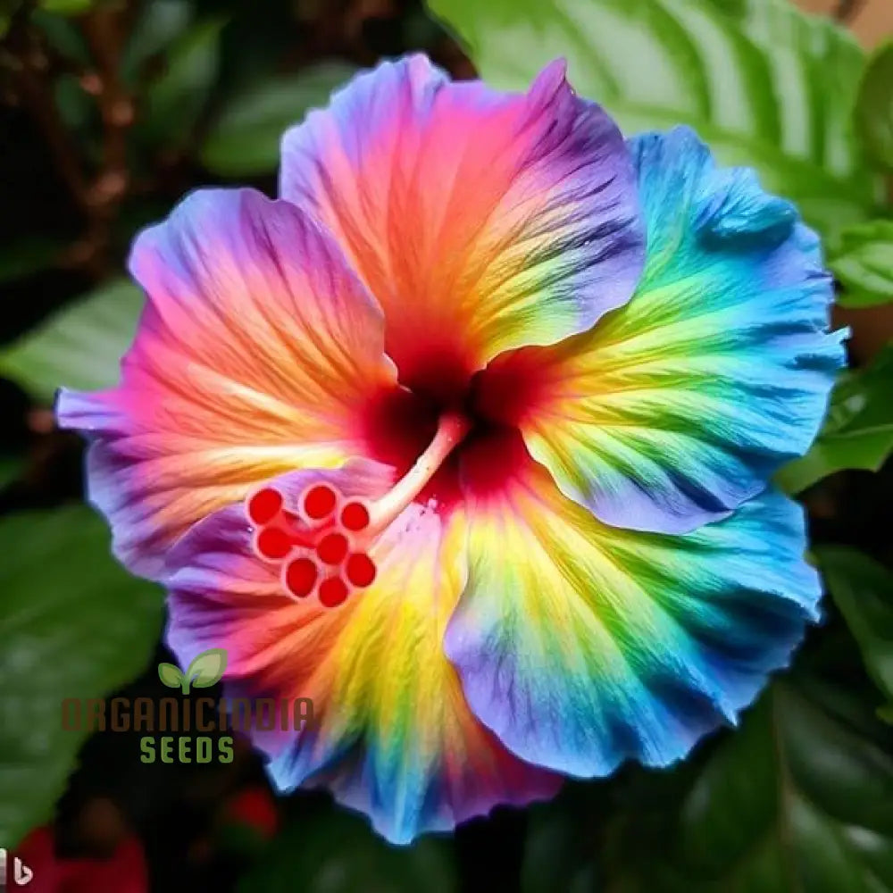 Rainbow Hollyhock Flower Seeds For Planting Cultivation Guide Colorful And Vibrant Blooms