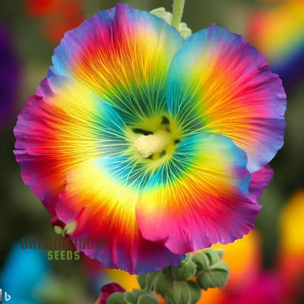 Rainbow Hollyhock Flower Seeds For Planting Cultivation Guide Colorful And Vibrant Blooms