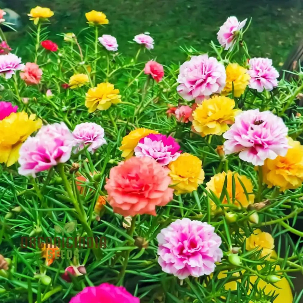 Rainbow Portulaca Flower Seeds - Perfect For Gardening Enthusiasts Vibrant & Hardy Your Garden