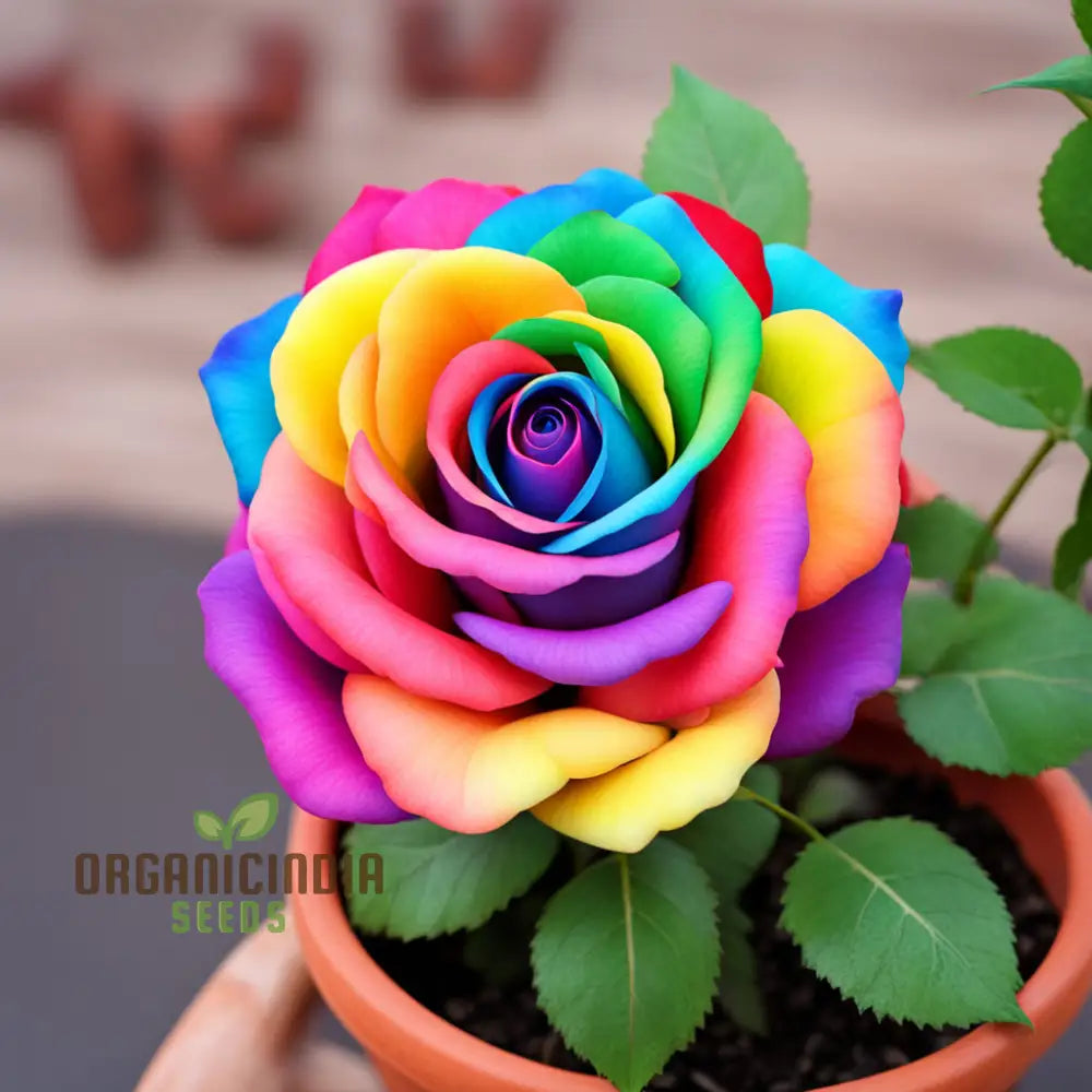 Rainbow Rose Flower Seeds Grow Your Own Colorful Garden For Gardening Perennials