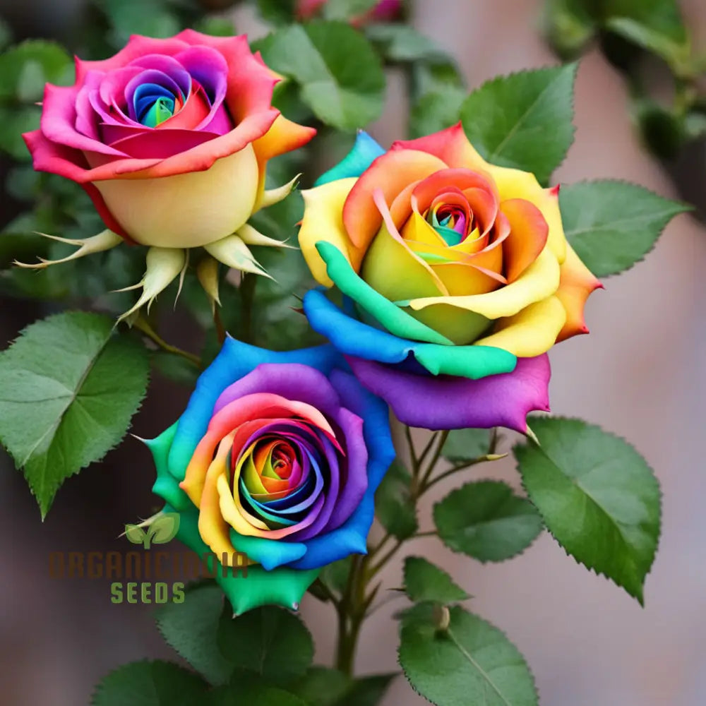 Rainbow Rose Flower Seeds Grow Your Own Colorful Garden For Gardening Perennials