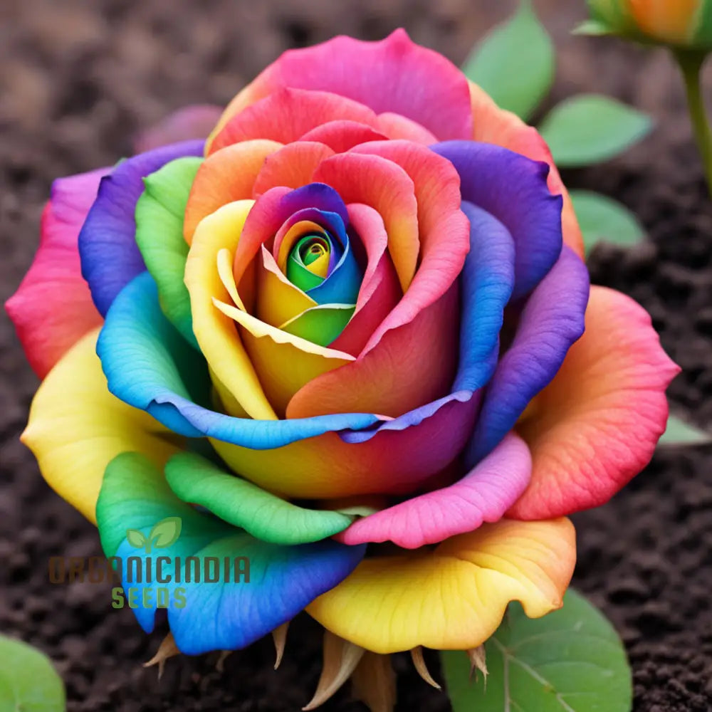 Rainbow Rose Flower Seeds Grow Your Own Colorful Garden For Gardening Perennials