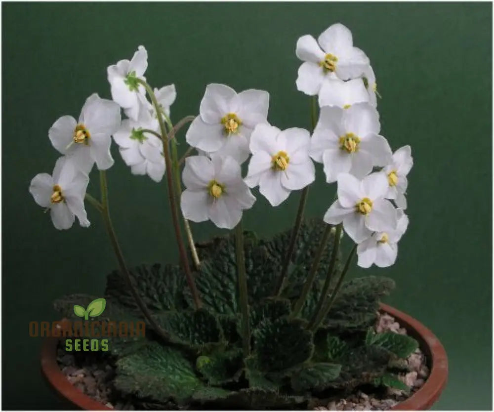 Ramonda Myconi Alba Flower Seeds For Planting Cultivating Elegant White Alpine Blooms