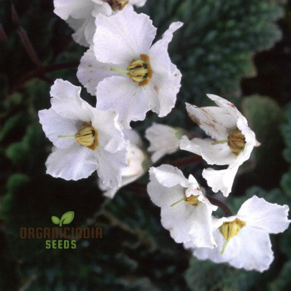 Ramonda Myconi Alba Flower Seeds For Planting Cultivating Elegant White Alpine Blooms