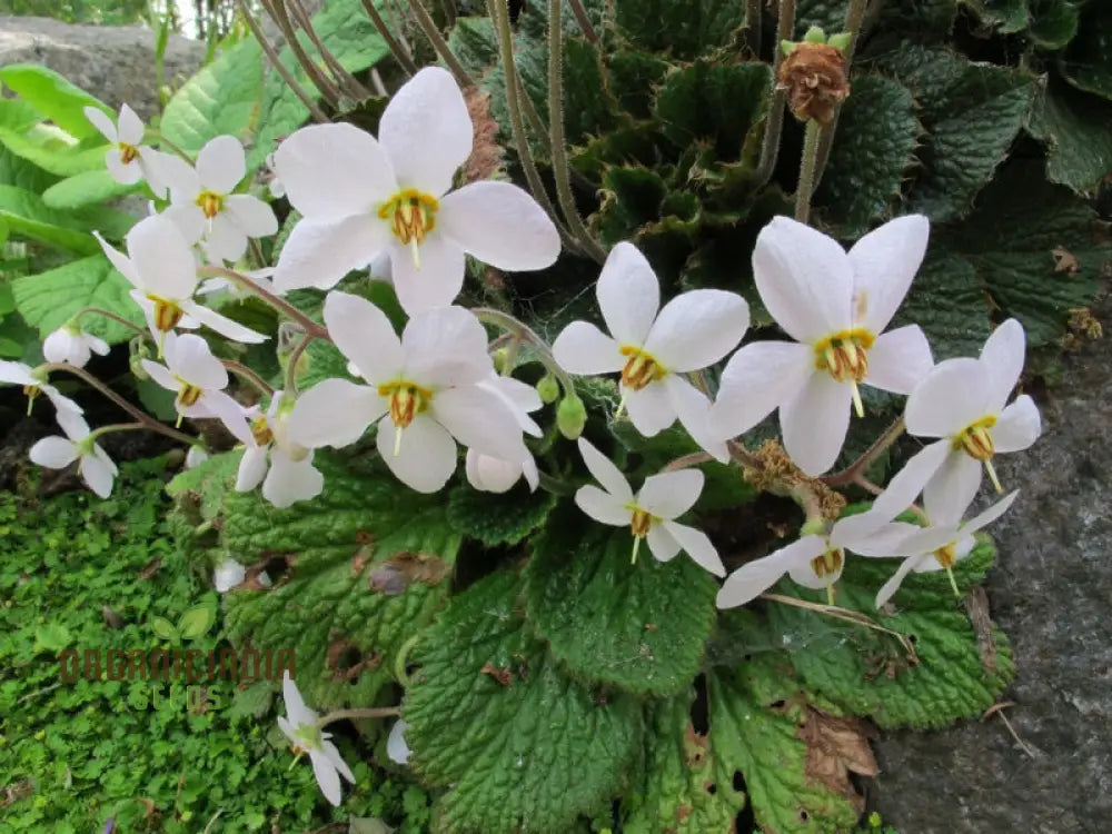 Ramonda Myconi Alba Flower Seeds For Planting Cultivating Elegant White Alpine Blooms