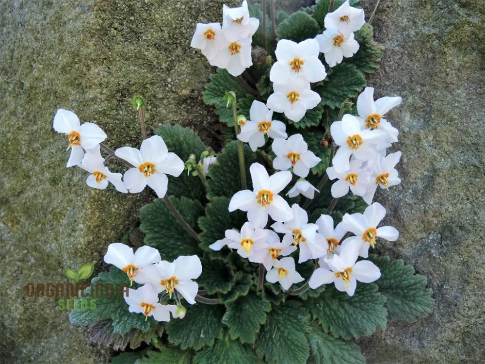 Ramonda Myconi Alba Flower Seeds For Planting Cultivating Elegant White Alpine Blooms