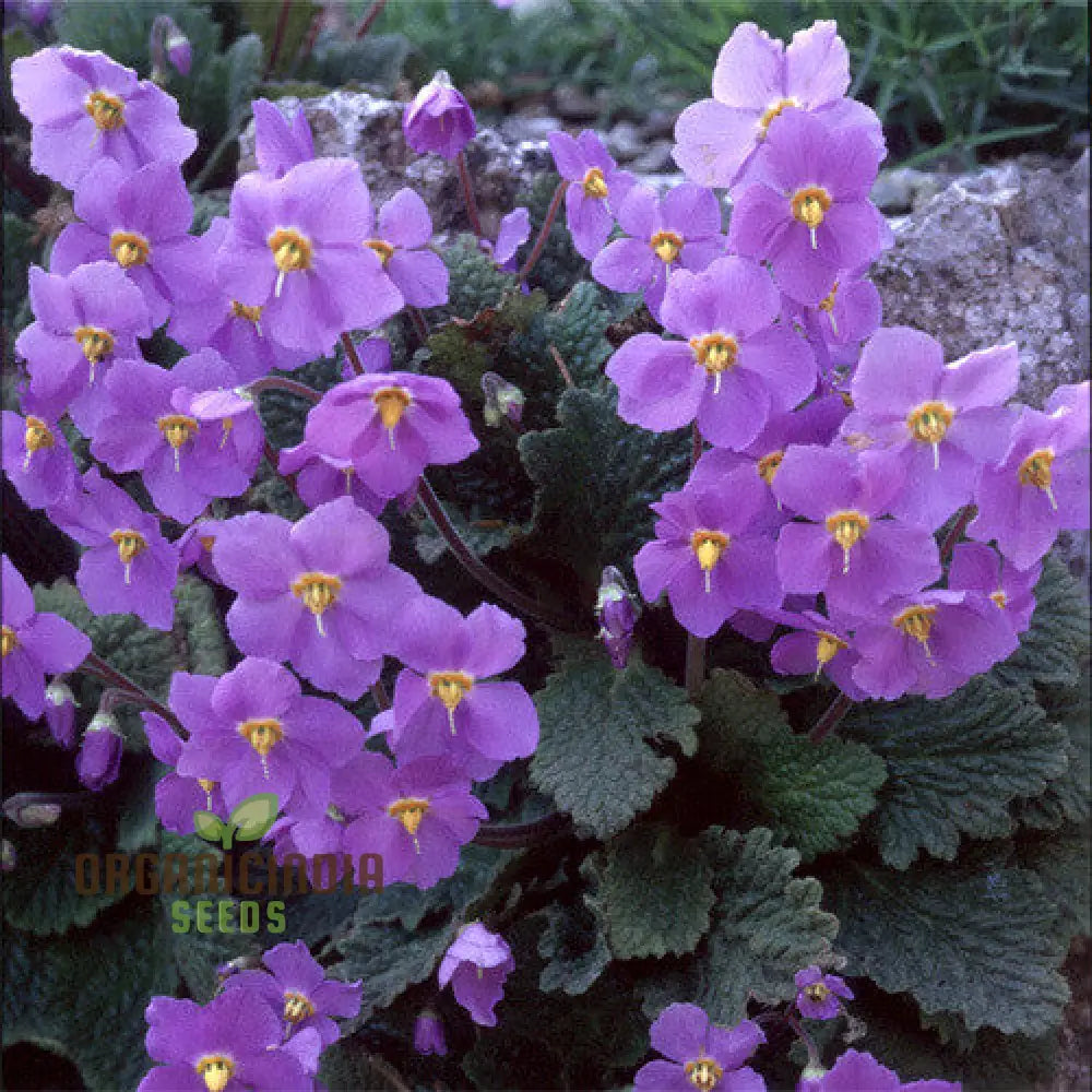 Ramonda Myconi Flower Seeds For Planting Adding Alpine Charm To Your Garden