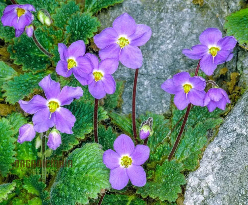 Ramonda Myconi Flower Seeds For Planting Adding Alpine Charm To Your Garden