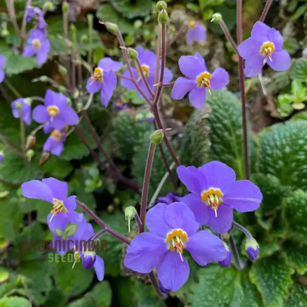 Ramonda Myconi Flower Seeds For Planting Adding Alpine Charm To Your Garden