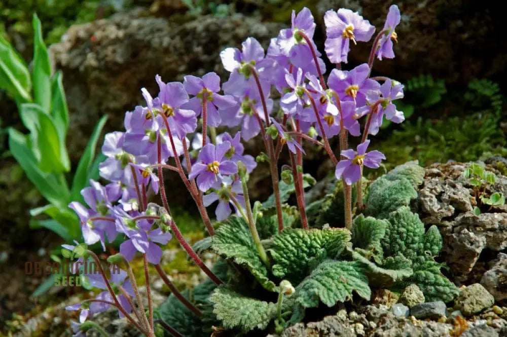 Ramonda Myconi Flower Seeds For Planting Adding Alpine Charm To Your Garden