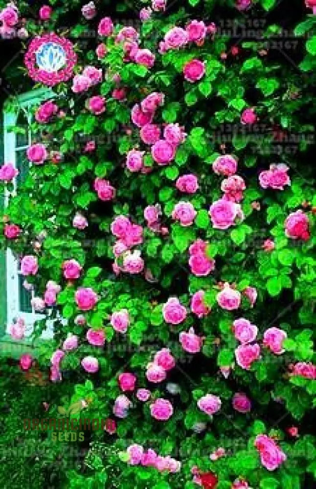 Rampicante Rose Bonsai Seeds For Planting - 100 Pcs Flower Seeds