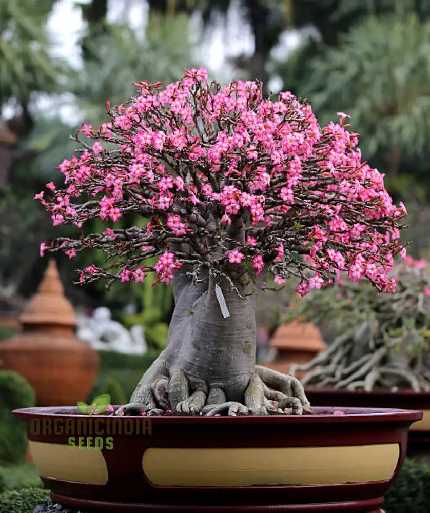 Rampicante Rose Bonsai Seeds For Planting - 100 Pcs Flower Seeds