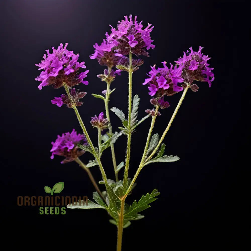 Range Of Stunning Blooms Verbena Bonariensis Flower Seeds - Perfect For Planting And Gardening