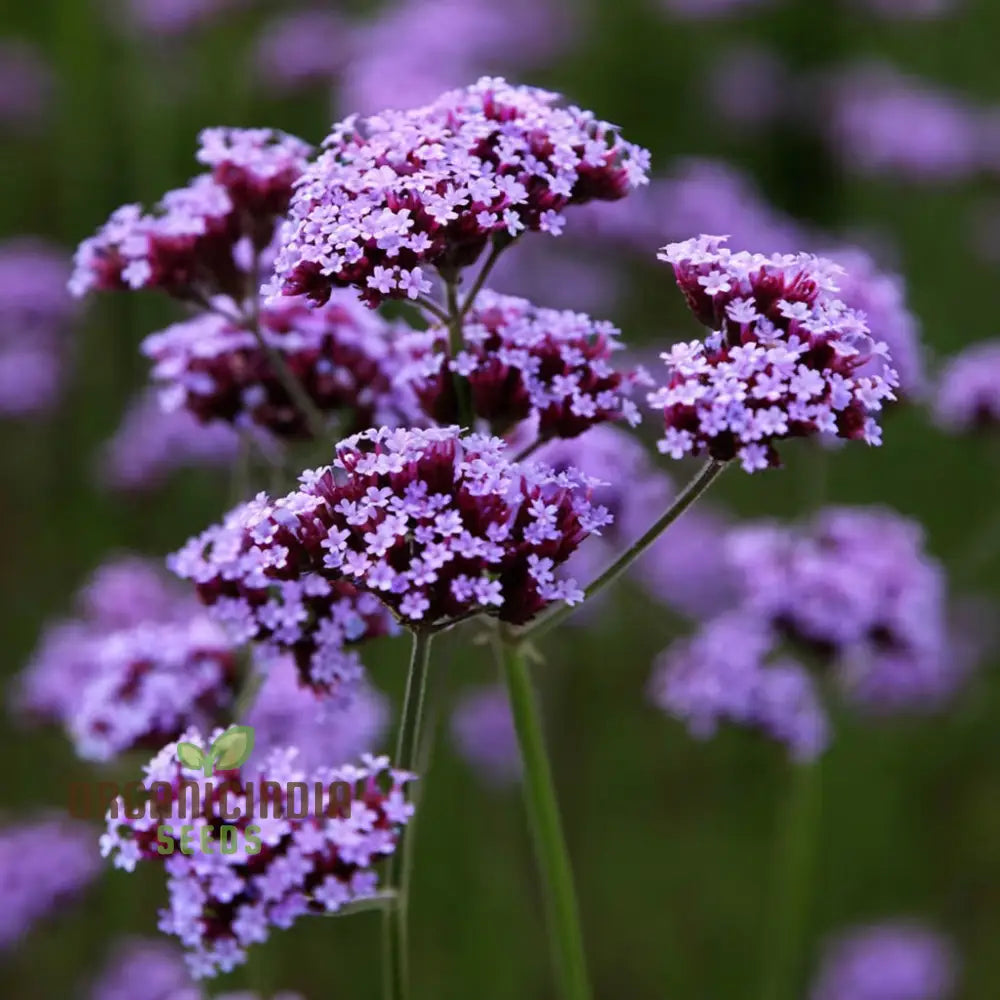 Range Of Stunning Blooms Verbena Bonariensis Flower Seeds - Perfect For Planting And Gardening