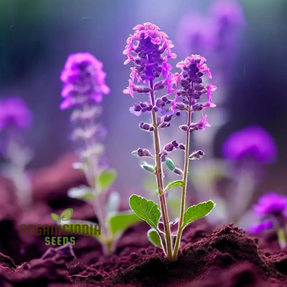 Range Of Stunning Blooms Verbena Bonariensis Flower Seeds - Perfect For Planting And Gardening