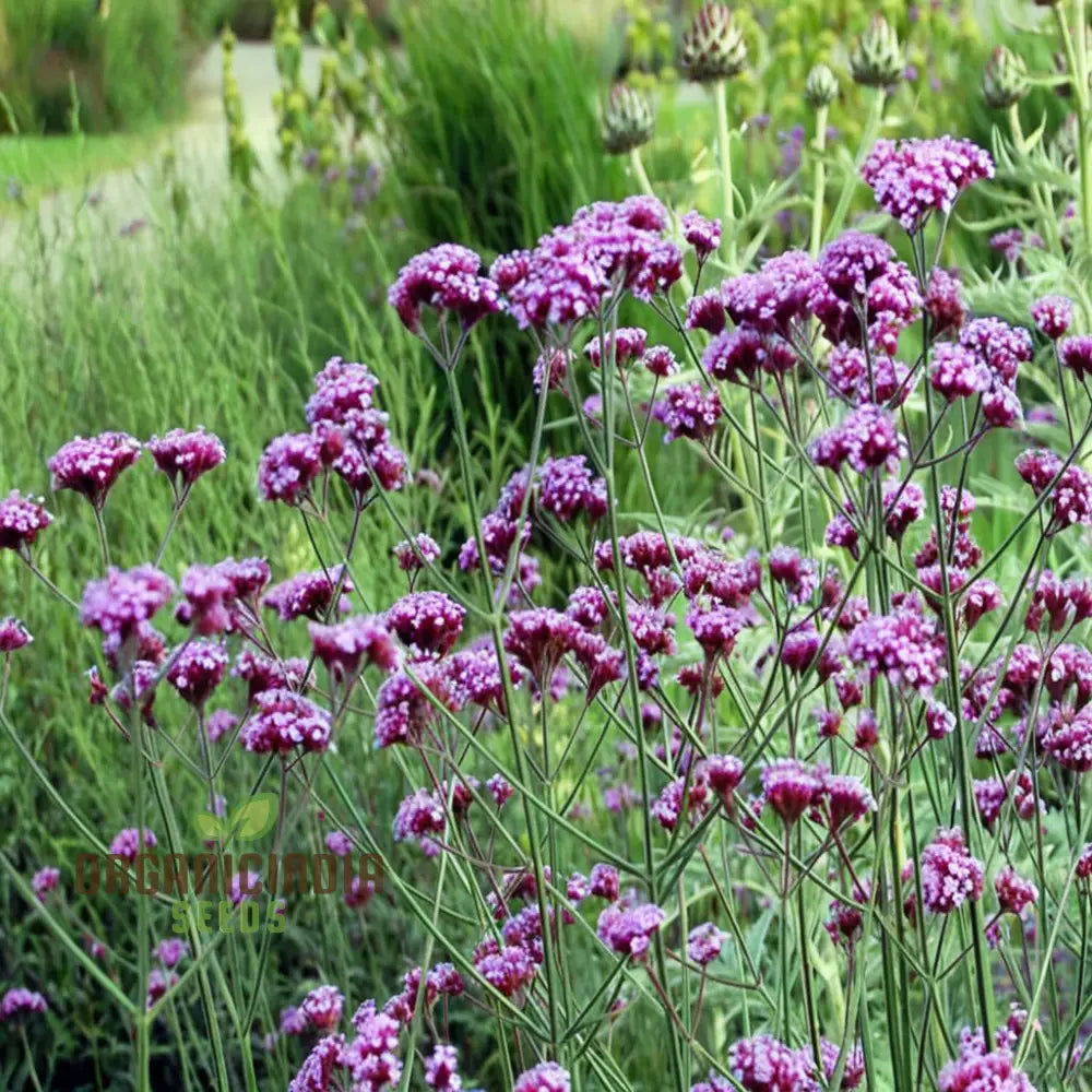 Range Of Stunning Blooms Verbena Bonariensis Flower Seeds - Perfect For Planting And Gardening