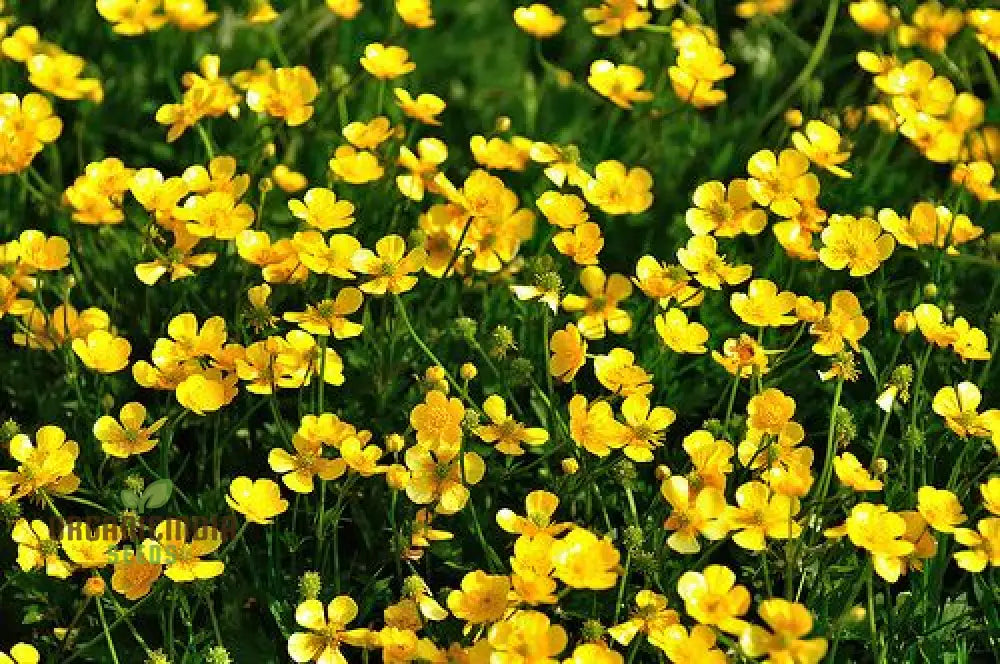 Ranunculus Aconitifolius Flower Seeds For Planting Elegant And Hardy Blooms For Your Garden