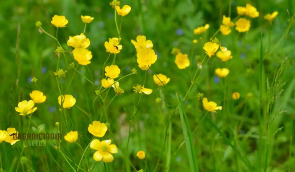 Ranunculus Aconitifolius Flower Seeds For Planting Elegant And Hardy Blooms For Your Garden