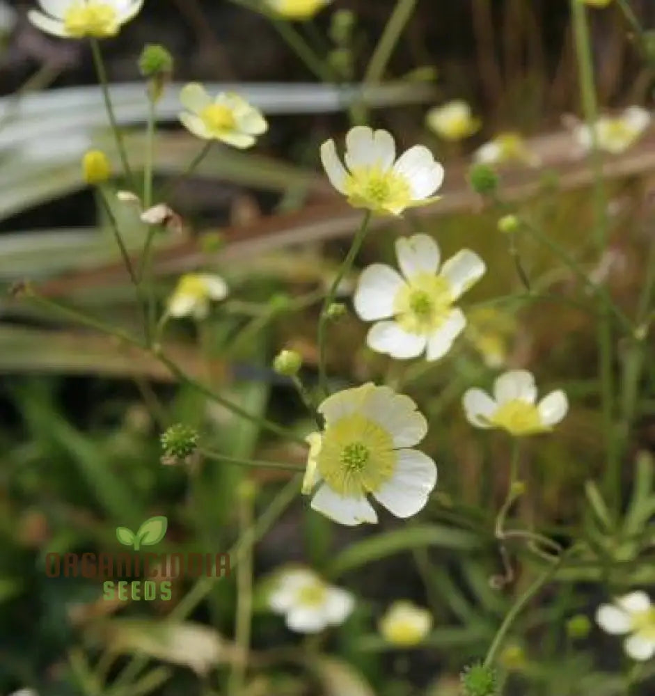 Ranunculus Acris ’Citrinus’ Flower Seeds For Planting Brightening Your Garden With Citrine Blooms