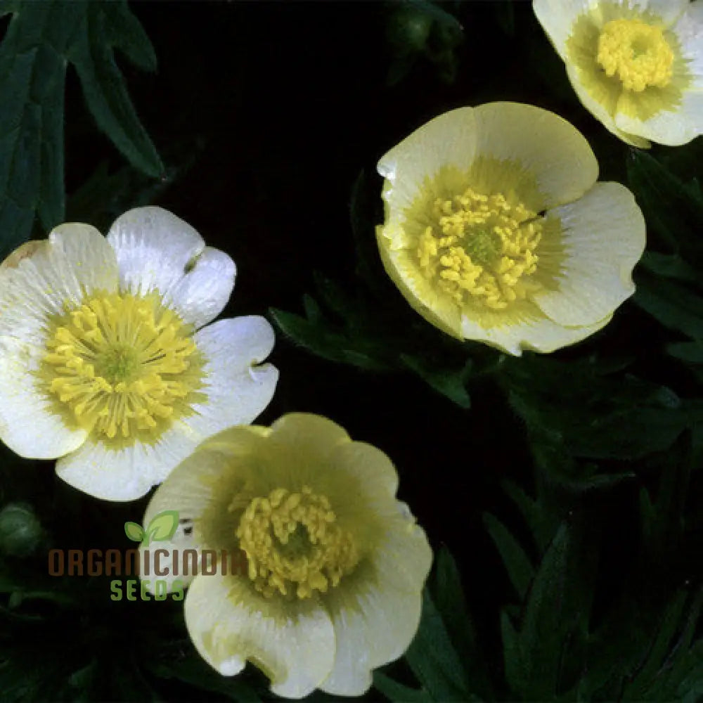 Ranunculus Acris ’Citrinus’ Flower Seeds For Planting Brightening Your Garden With Citrine Blooms