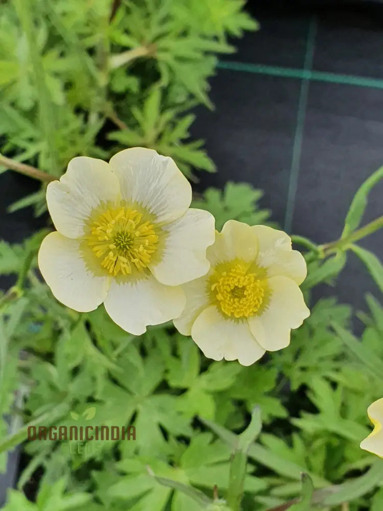 Ranunculus Acris ’Citrinus’ Flower Seeds For Planting Brightening Your Garden With Citrine Blooms