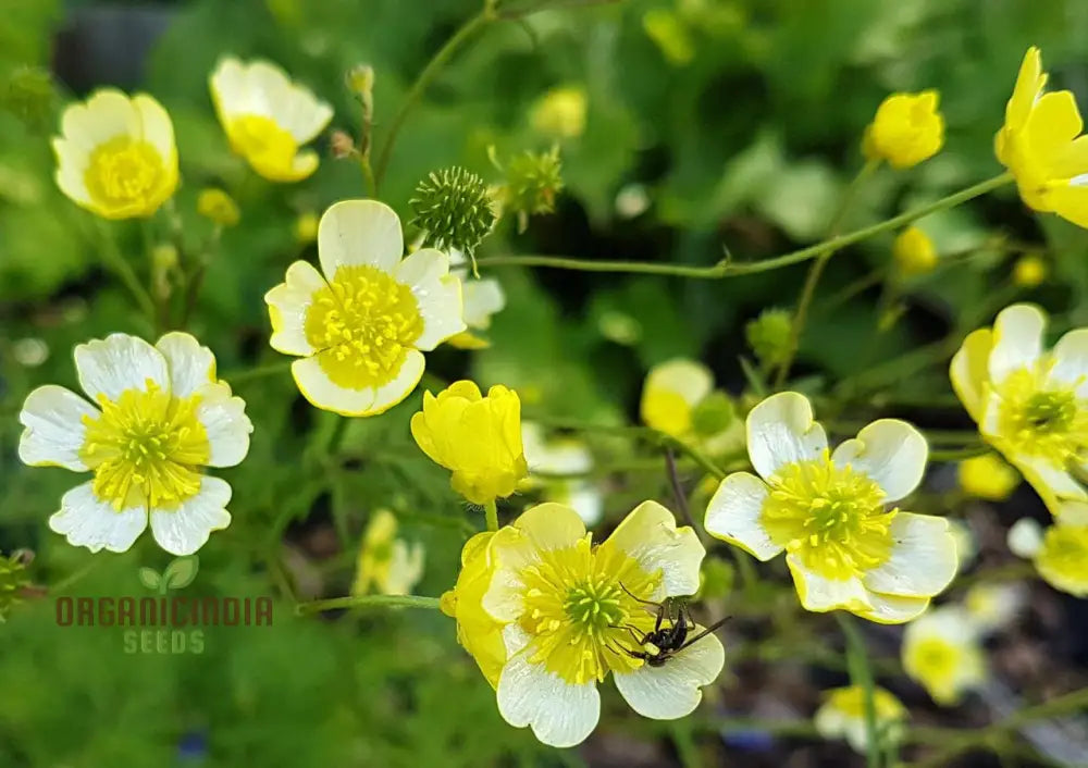 Ranunculus Acris ’Citrinus’ Flower Seeds For Planting Brightening Your Garden With Citrine Blooms