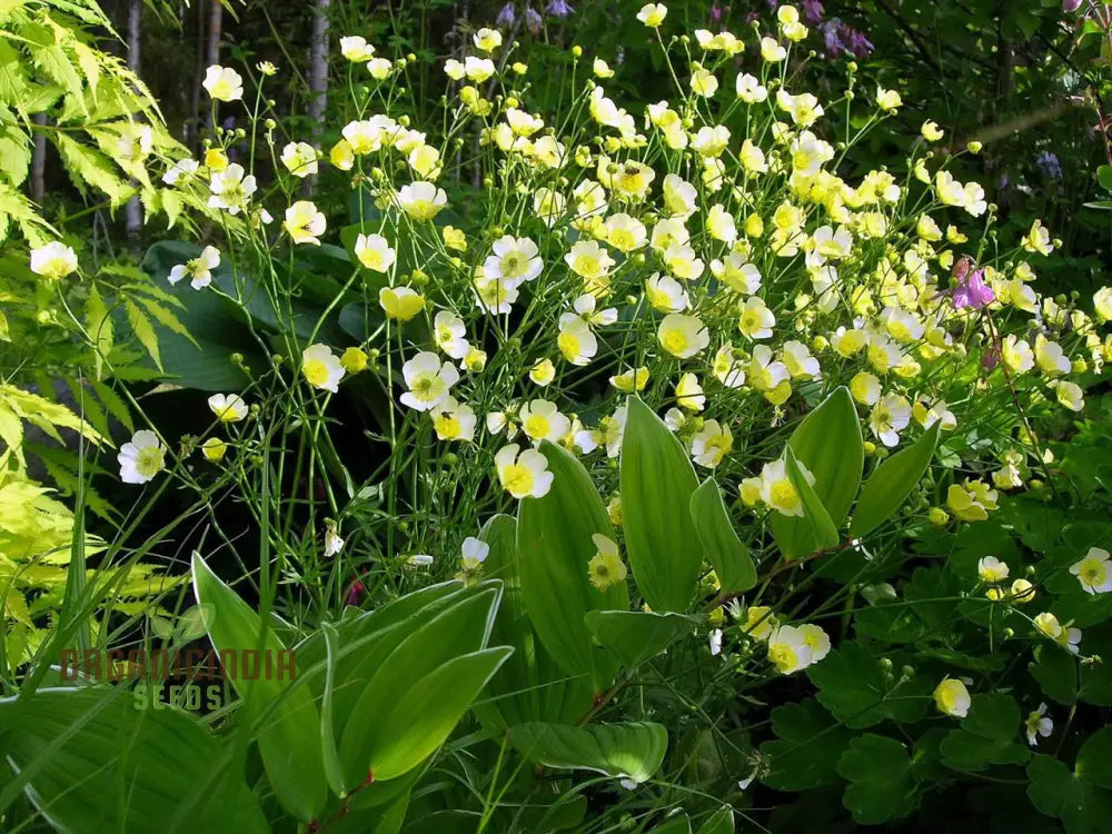 Ranunculus Acris ’Citrinus’ Flower Seeds For Planting Brightening Your Garden With Citrine Blooms