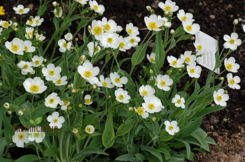 Ranunculus Amplexicaulis Flower Seeds For Planting Cultivating Delicate And Elegant Blooms For Your