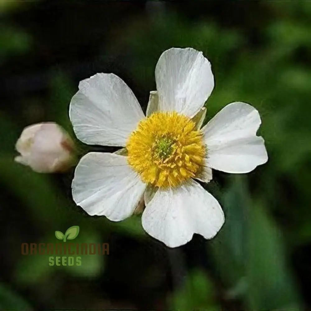 Ranunculus Amplexicaulis Flower Seeds For Planting Cultivating Delicate And Elegant Blooms For Your