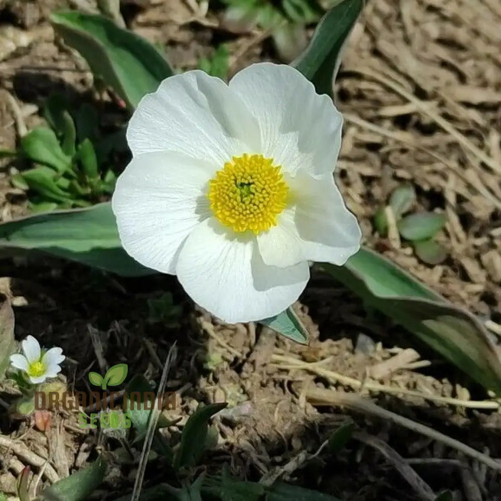 Ranunculus Amplexicaulis Flower Seeds For Planting Cultivating Delicate And Elegant Blooms For Your