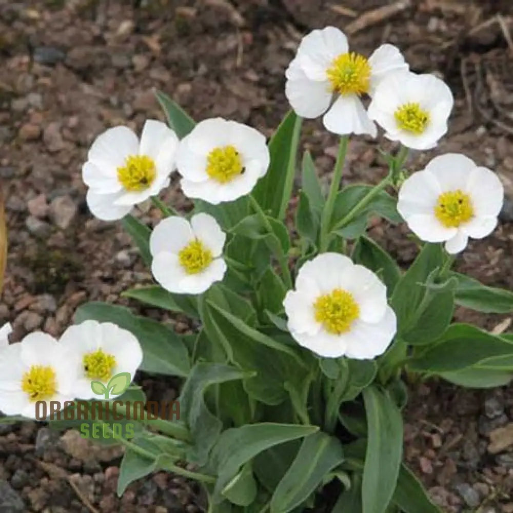 Ranunculus Amplexicaulis Flower Seeds For Planting Cultivating Delicate And Elegant Blooms For Your