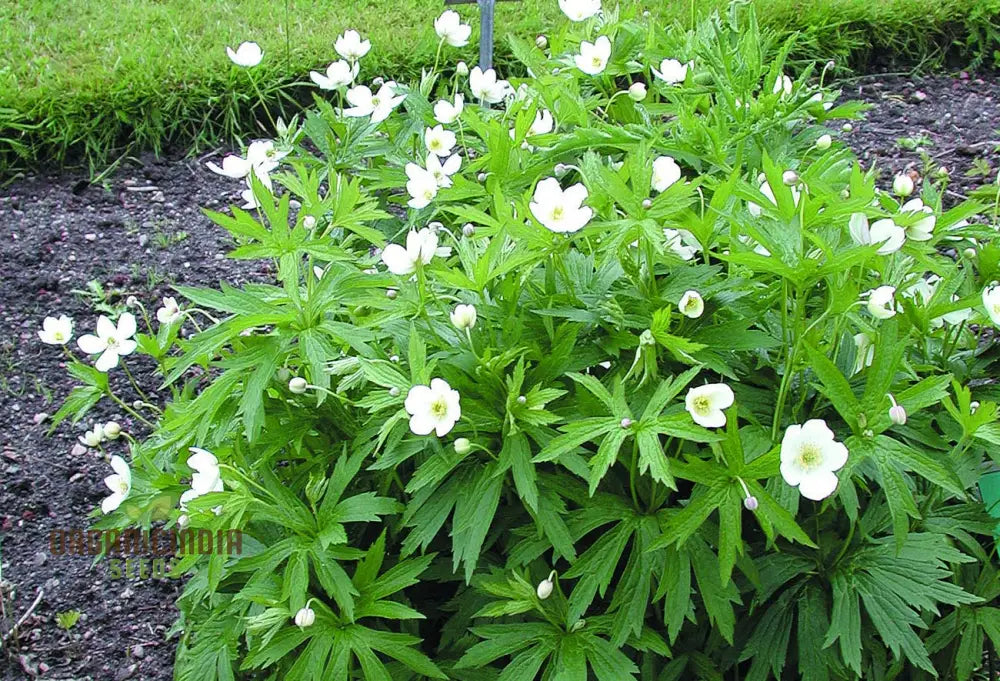 Ranunculus Amplexicaulis Flower Seeds For Planting Cultivating Delicate And Elegant Blooms For Your