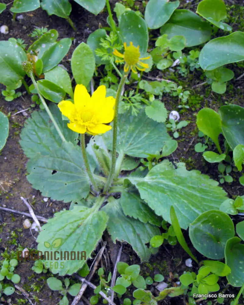 Ranunculus Bullatus Flower Seeds For Planting Adding Unique And Bright Blooms To Your Garden