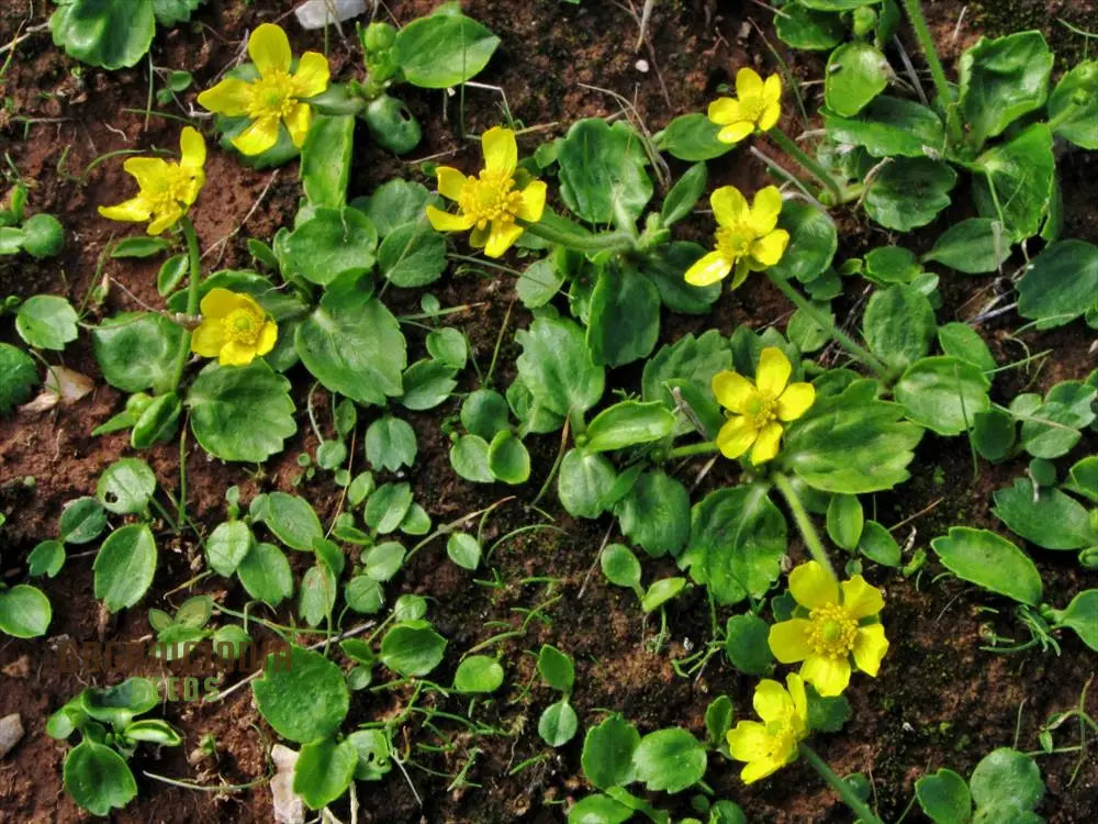 Ranunculus Bullatus Flower Seeds For Planting Adding Unique And Bright Blooms To Your Garden