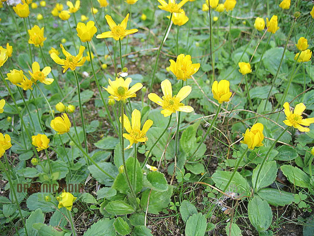 Ranunculus Bullatus Flower Seeds For Planting Adding Unique And Bright Blooms To Your Garden