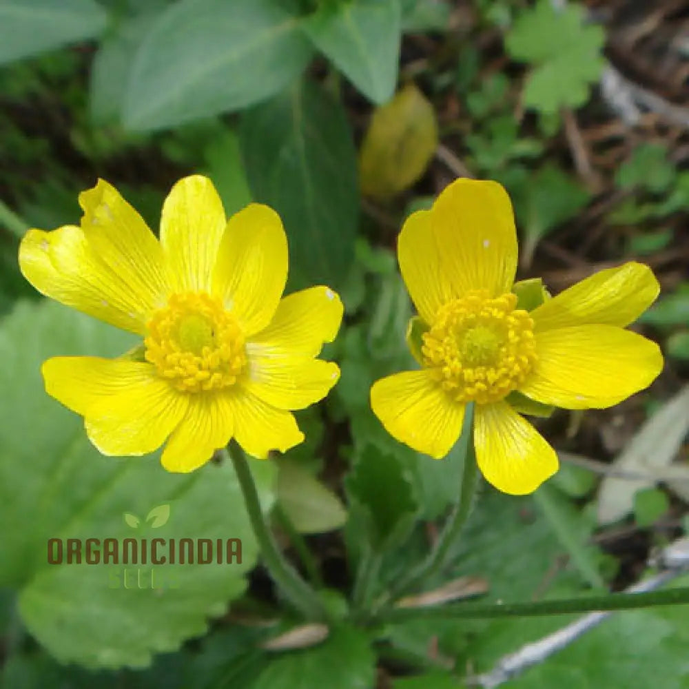 Ranunculus Bullatus Flower Seeds For Planting Adding Unique And Bright Blooms To Your Garden