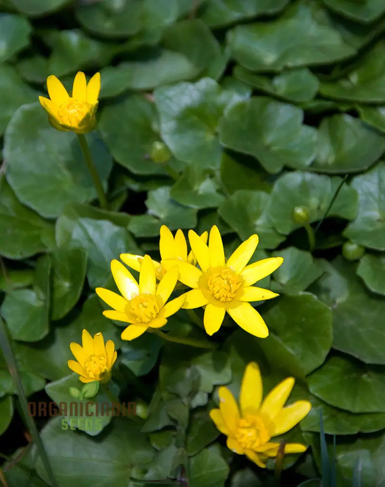 Ranunculus Ficaria Flower Seeds For Planting Bright And Cheerful Blooms For Your Garden