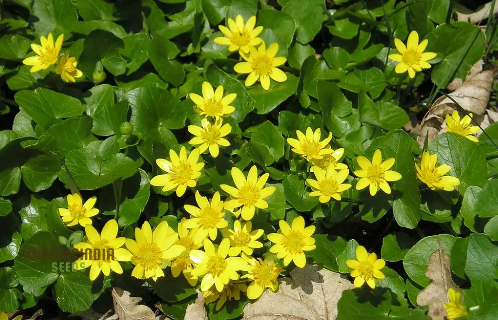 Ranunculus Ficaria Flower Seeds For Planting Bright And Cheerful Blooms For Your Garden