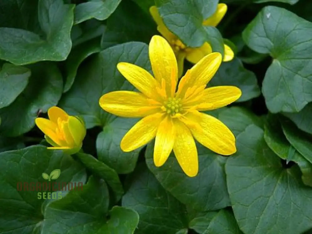 Ranunculus Ficaria Flower Seeds For Planting Bright And Cheerful Blooms For Your Garden