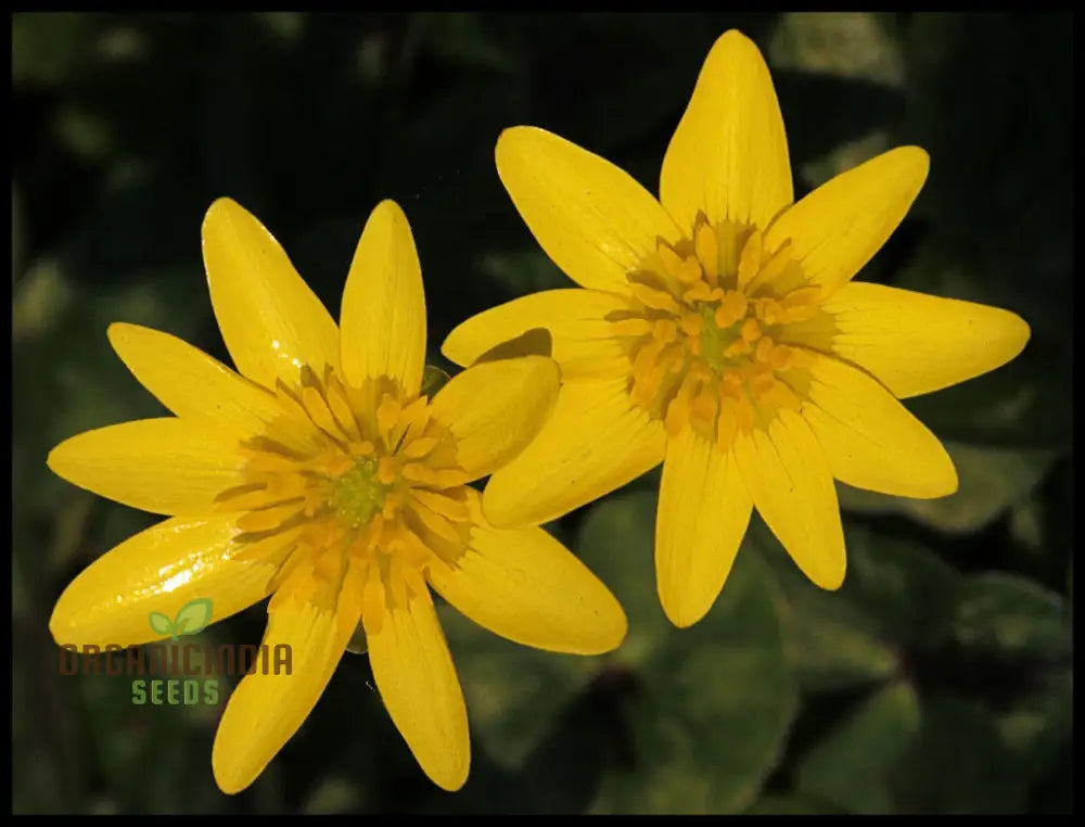 Ranunculus Ficaria Flower Seeds For Planting Bright And Cheerful Blooms For Your Garden