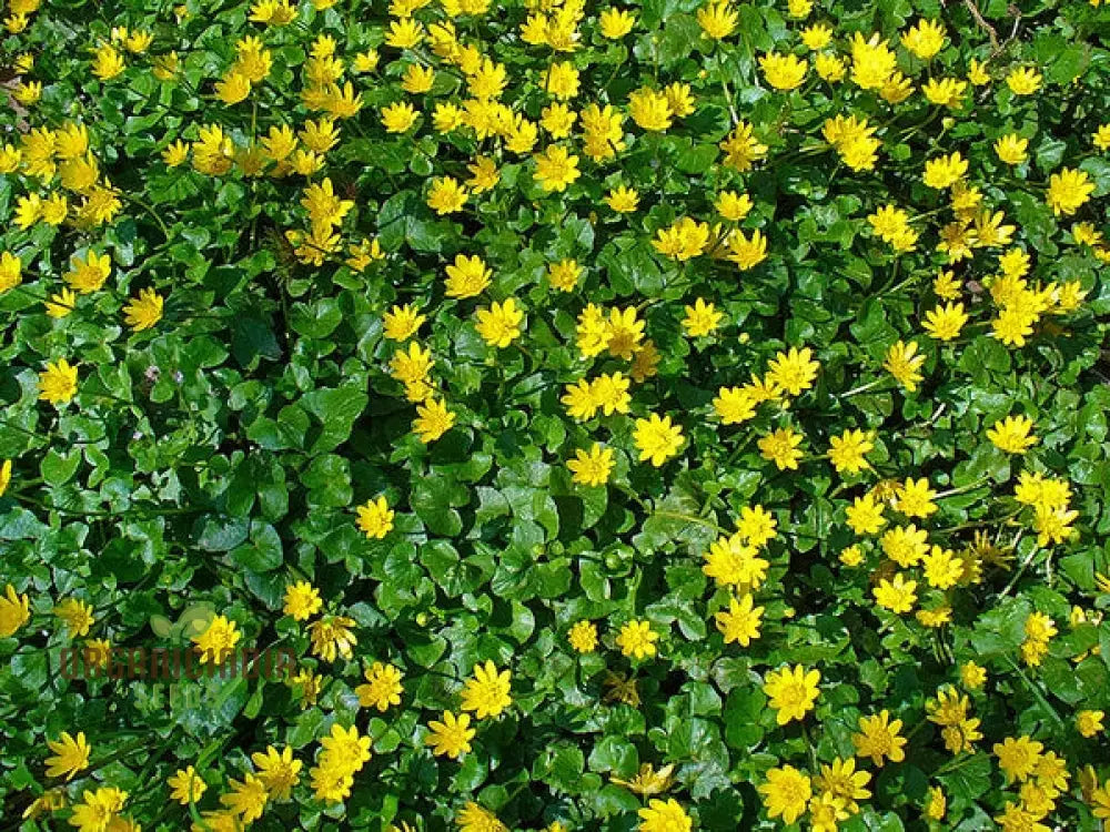 Ranunculus Ficaria Flower Seeds For Planting Bright And Cheerful Blooms For Your Garden