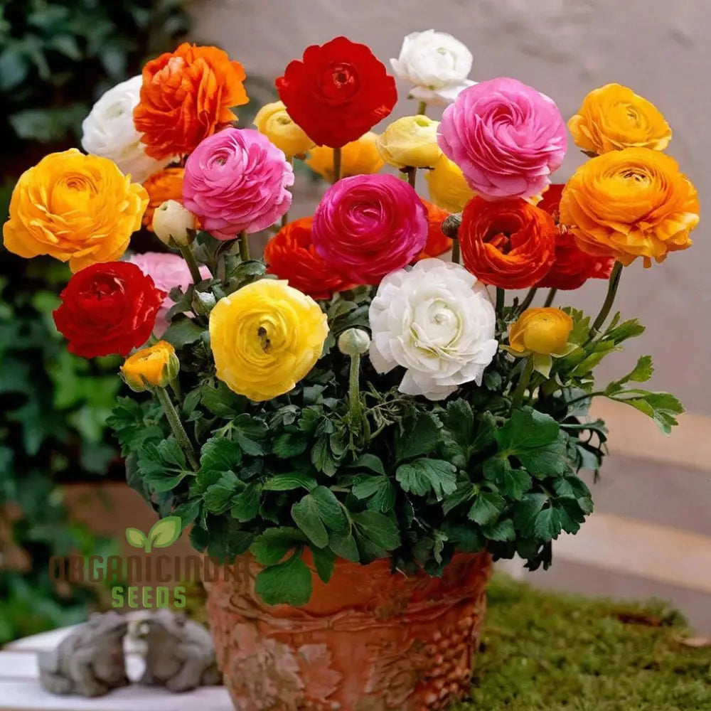 Ranunculus Flower Mixed Color Seeds – Elevate Your Gardening Experience With A Spectrum Of