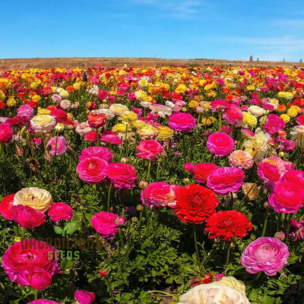 Ranunculus Flower Mixed Color Seeds – Elevate Your Gardening Experience With A Spectrum Of